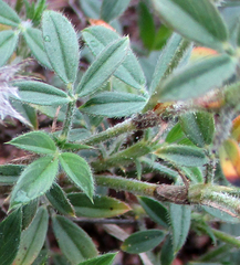 Stylosanthes fruticosa