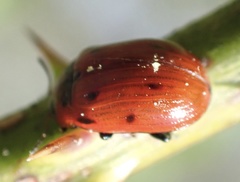Gonioctena viminalis