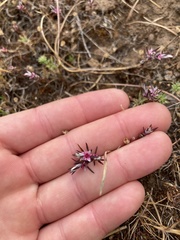 Polygonum bidwelliae
