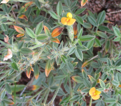 Stylosanthes fruticosa