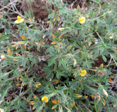 Stylosanthes fruticosa
