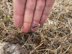 Polygonum bidwelliae