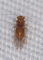 Lachesilla