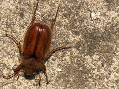 Holochelus