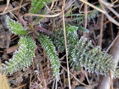 Achillea millefolium borealis