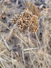 Achillea millefolium borealis