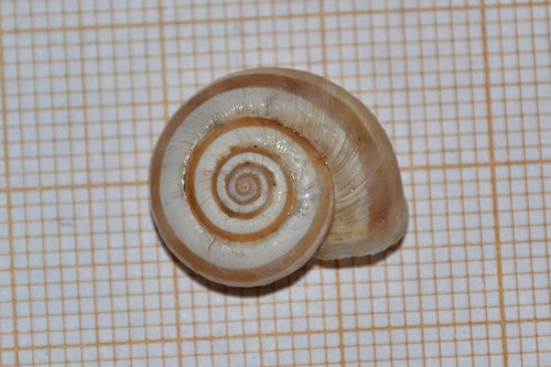 Heath Snail