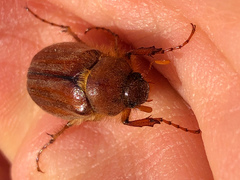 Holochelus