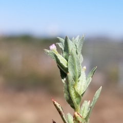 Epilobium campestre