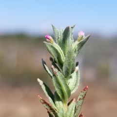 Epilobium campestre