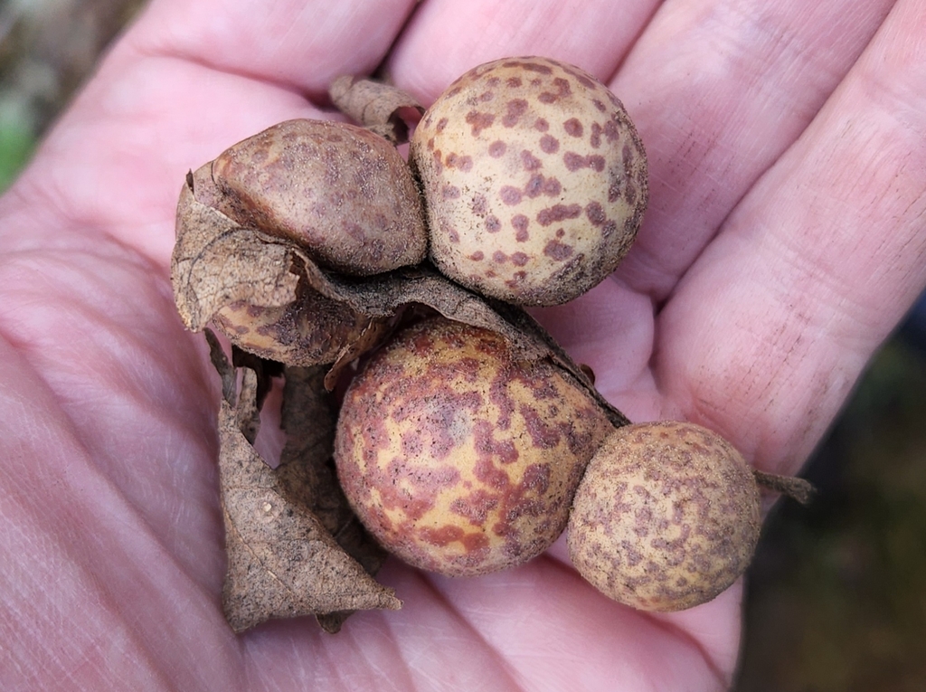 Speckled Gall Wasp