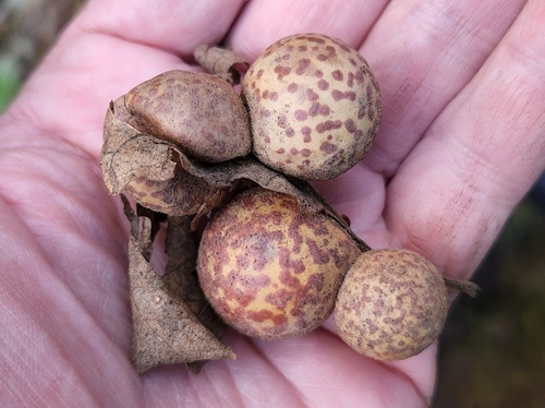 Speckled Gall Wasp photo 3