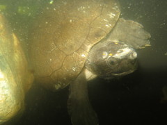 Dermatemys mawii