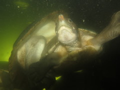 Dermatemys mawii