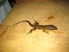 Tupinambis teguixin