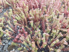 Sedum arenarium