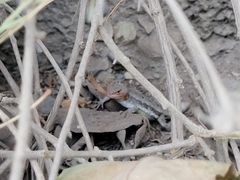 Sceloporus couchii