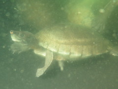 Dermatemys mawii