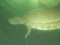 Dermatemys mawii