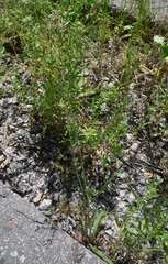 Pilosella auriculoides