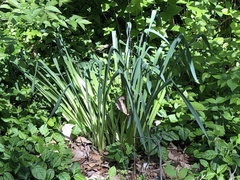 Leucojum aestivum