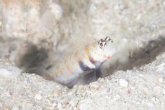 Amblyeleotris guttata