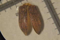 Phyllobius pyri
