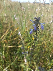 Salvia pallida