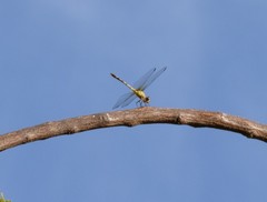 Dythemis sterilis