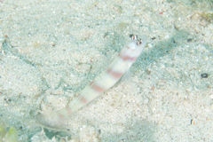 Amblyeleotris steinitzi