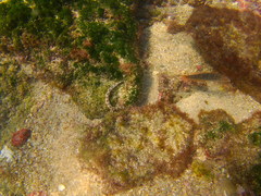 Halichoeres notospilus