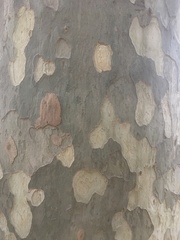 Platanus × hispanica