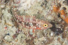 Oxycheilinus celebicus