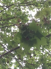 Platanus × hispanica