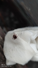 Dermacentor reticulatus