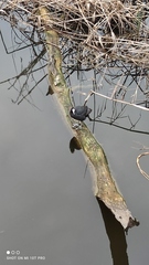 Fulica atra