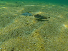 Sphoeroides lobatus