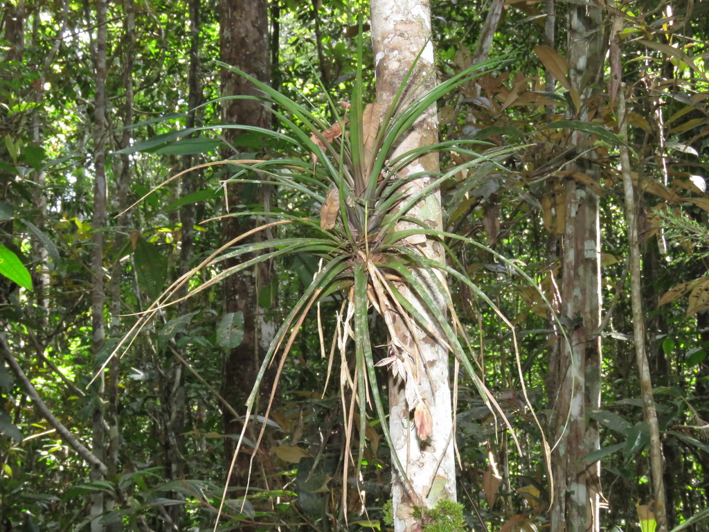 Lemeltonia Monadelpha From Uiramutã - Rr, 69358-000, Brasil On March 30 