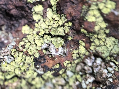 Lecanora epanora image