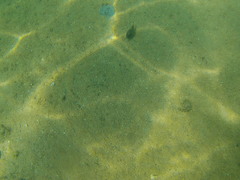 Sphoeroides lobatus
