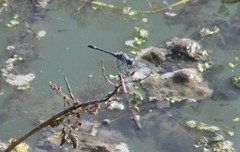 Micrathyria aequalis