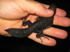 Uracentron flaviceps