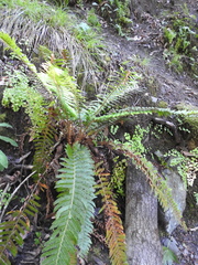 Polystichum californicum × munitum