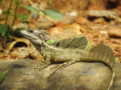 Basiliscus basiliscus barbouri