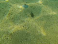 Sphoeroides lobatus