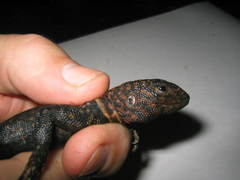 Uracentron flaviceps