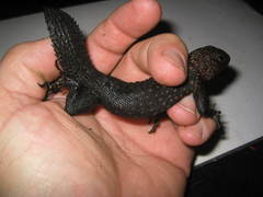 Uracentron flaviceps