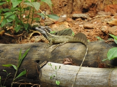 Basiliscus basiliscus barbouri