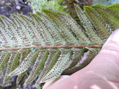 Polystichum californicum × munitum