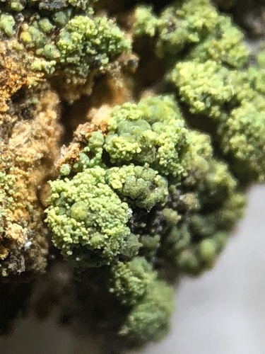 Lecanora epanora image
